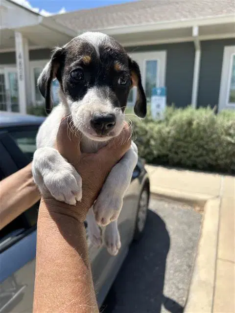 Marcie - Hound