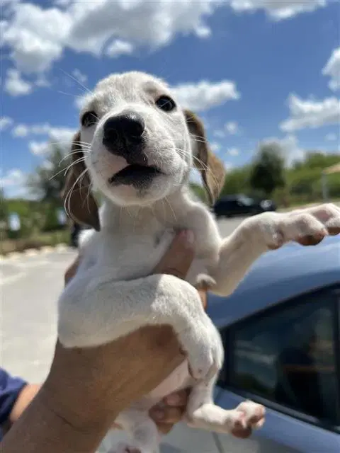 Marshall - Hound