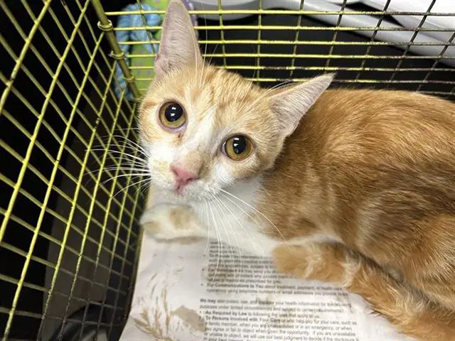 Tangerine - Domestic Short Hair