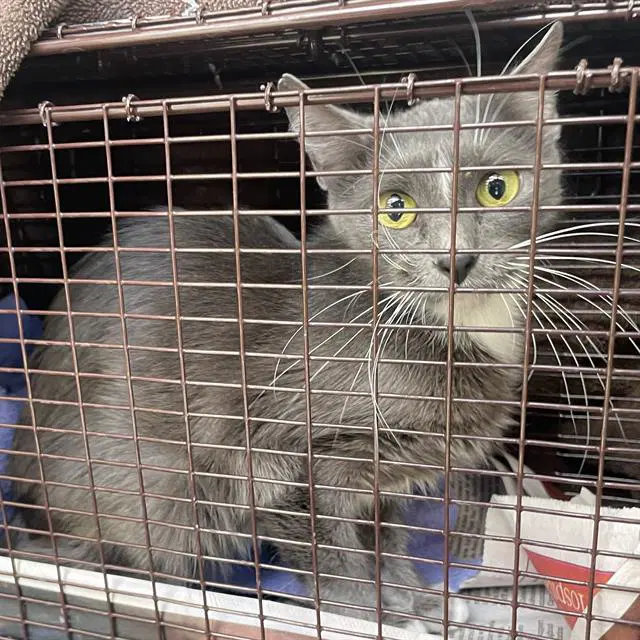 Paulette - Domestic Short Hair
