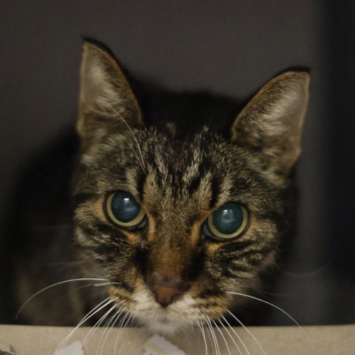 picture of the cat needing adoption