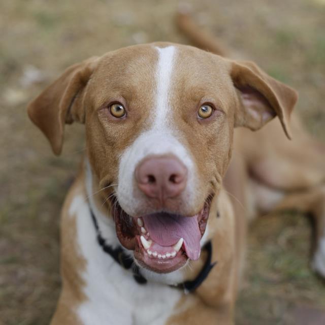 ZUKO