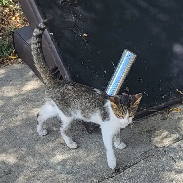 Captain Crunch - Domestic Short Hair