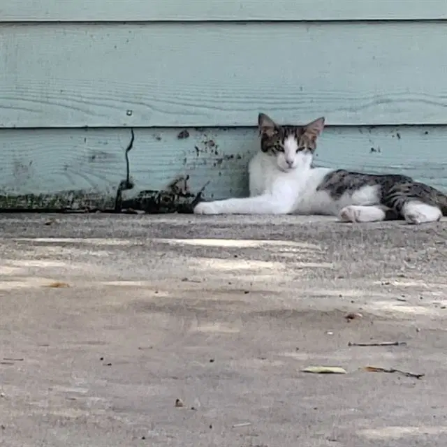 Fruit Loop - Domestic Short Hair