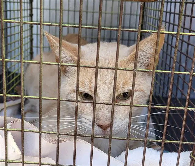 Winter - Domestic Short Hair