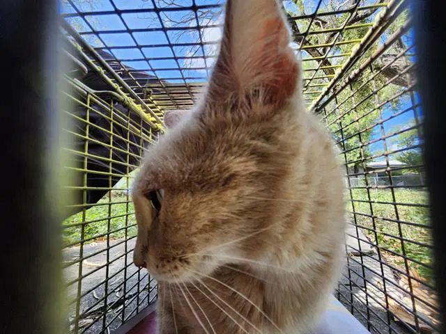 Sam Wise - Domestic Short Hair