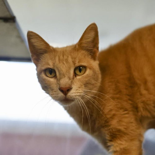 SAM WISE, a cat for adoption from San Antonio Animal Care Services
