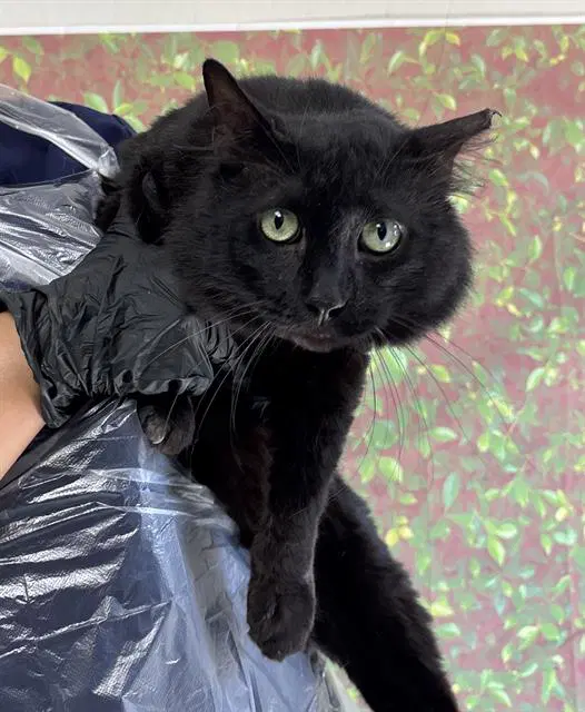Wade - Domestic Short Hair