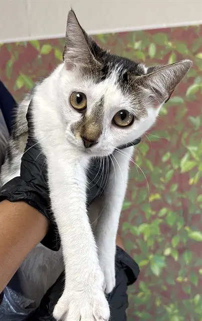 Crystal - Domestic Short Hair