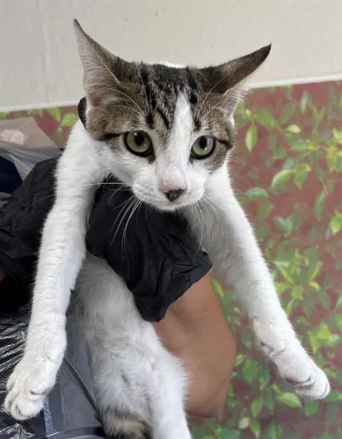 Amulet - Domestic Short Hair