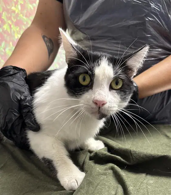 Enchant - Domestic Short Hair