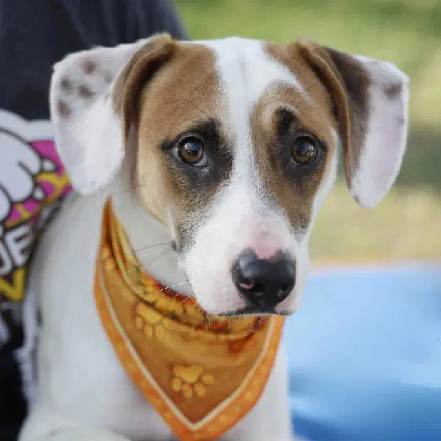 Flounder - Jack Russell Terrier (Parson Russell Terrier)