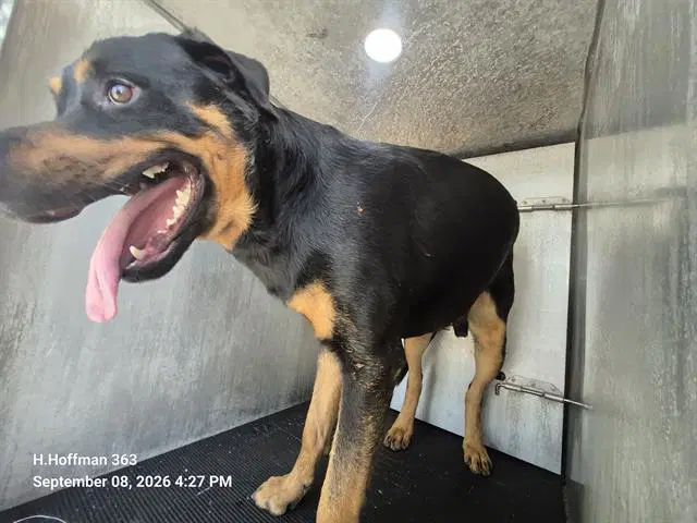 Charles Douglas - Rottweiler
