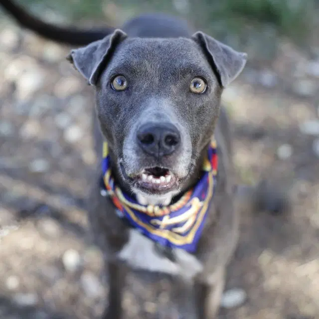 Valkyrie - American Staffordshire Terrier