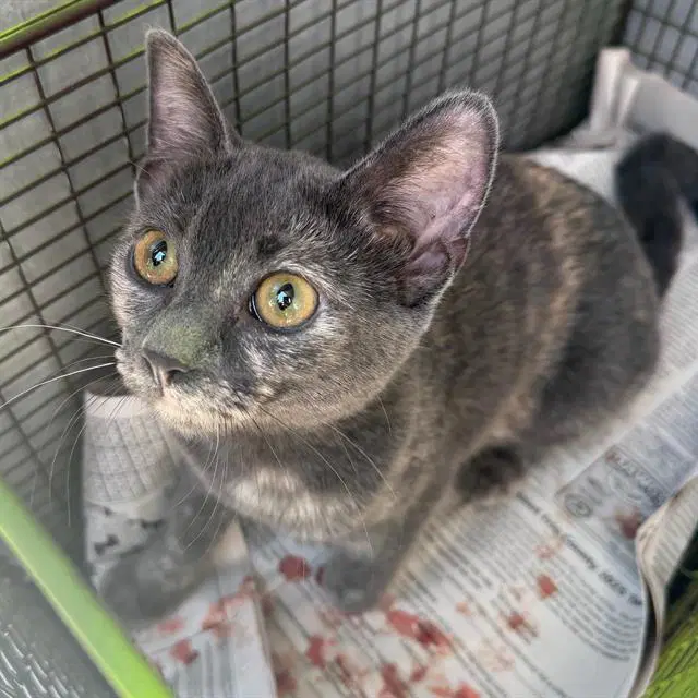 Coco Bean - Domestic Short Hair