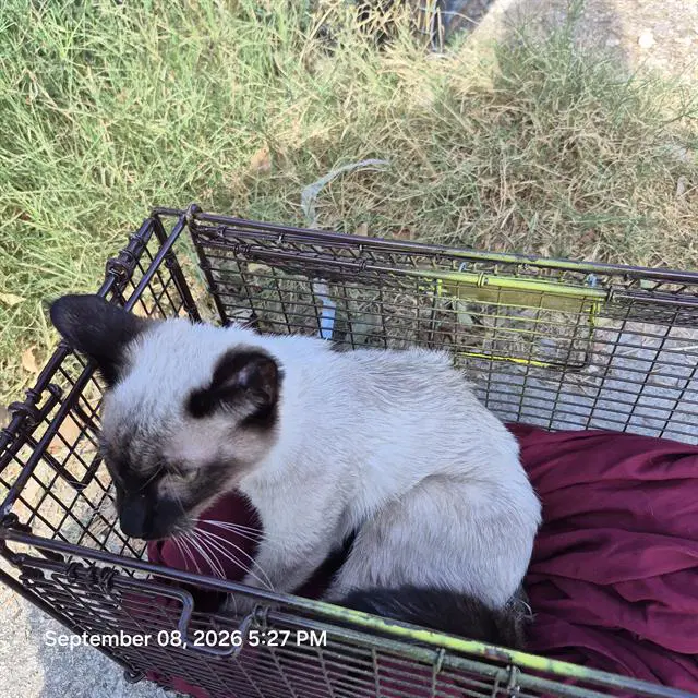 Brandy - Siamese