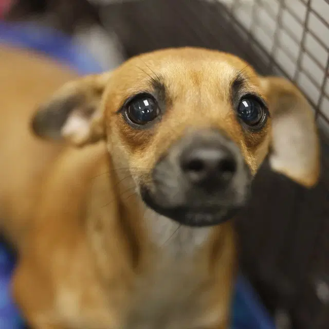 Eclair - Chihuahua