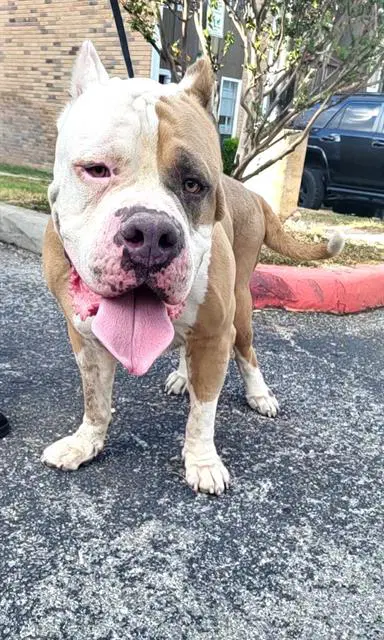 Amado - American Bulldog