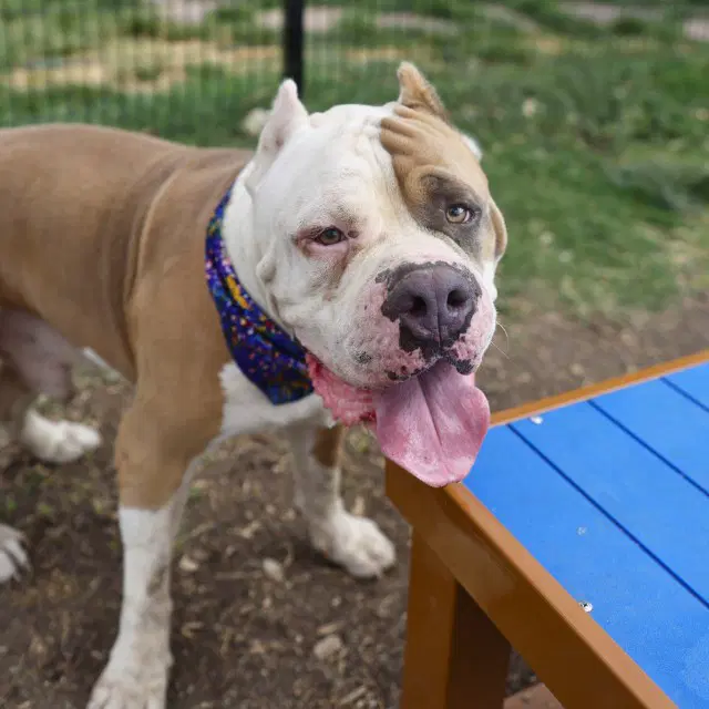 Amado - American Bulldog