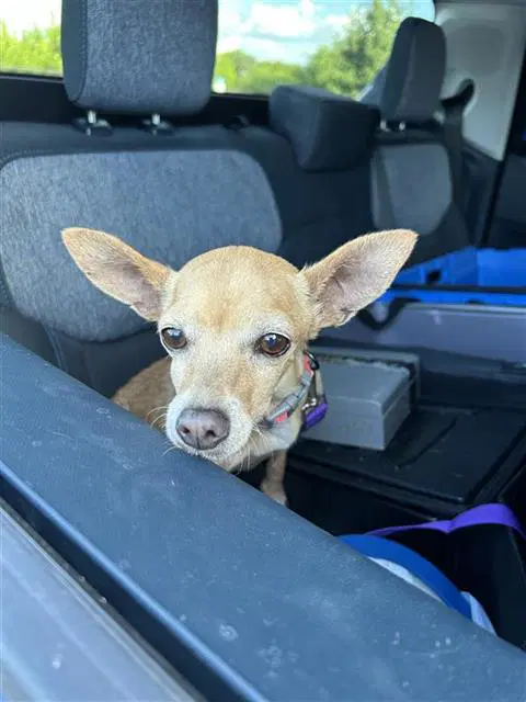 Dolly - Chihuahua