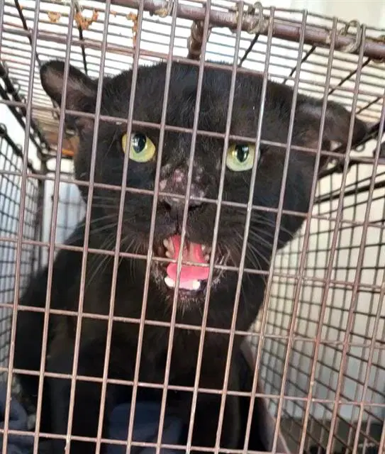 Adrian - Domestic Short Hair