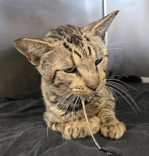 A825207, a cat for adoption from San Antonio Animal Care Services
