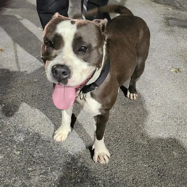 Harley - American Staffordshire Terrier