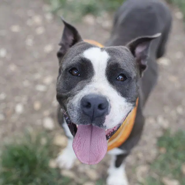 Harley - American Staffordshire Terrier