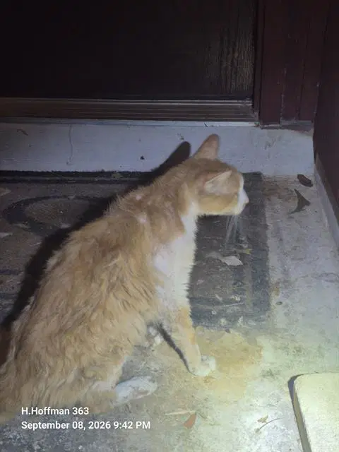 Zac - Domestic Short Hair