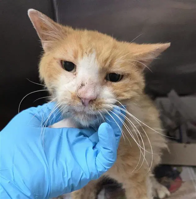 Zac - Domestic Short Hair