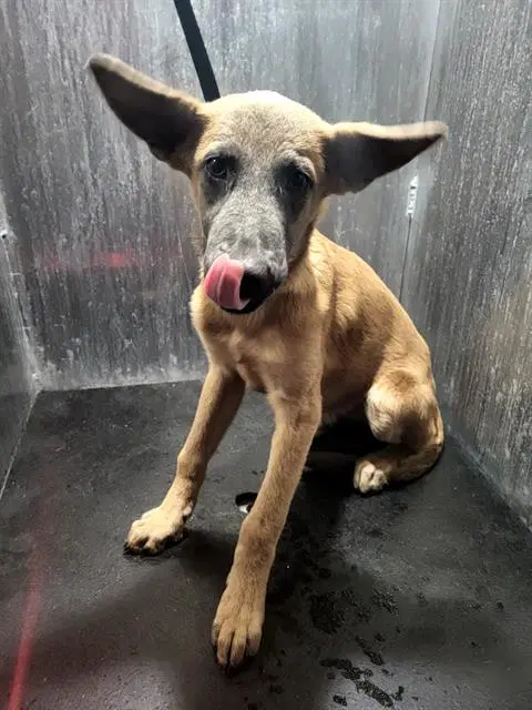Daisy - Belgian Shepherd Malinois