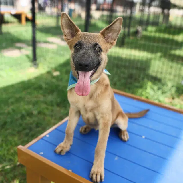 Daisy - Belgian Shepherd Malinois