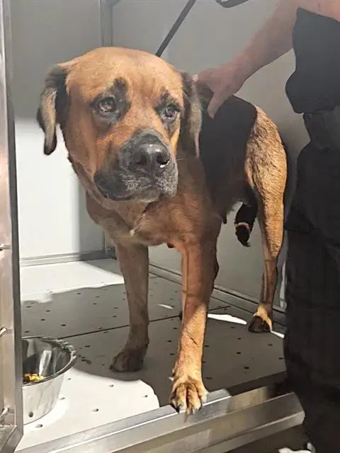 Sandra - Bullmastiff