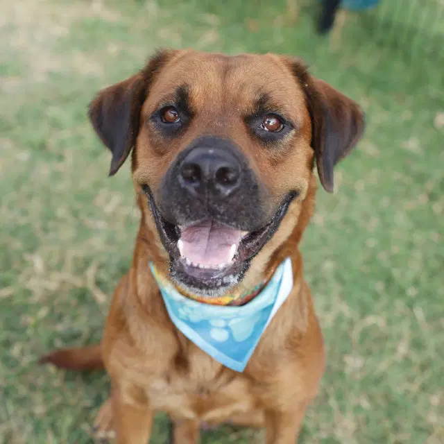 Sandra - Bullmastiff