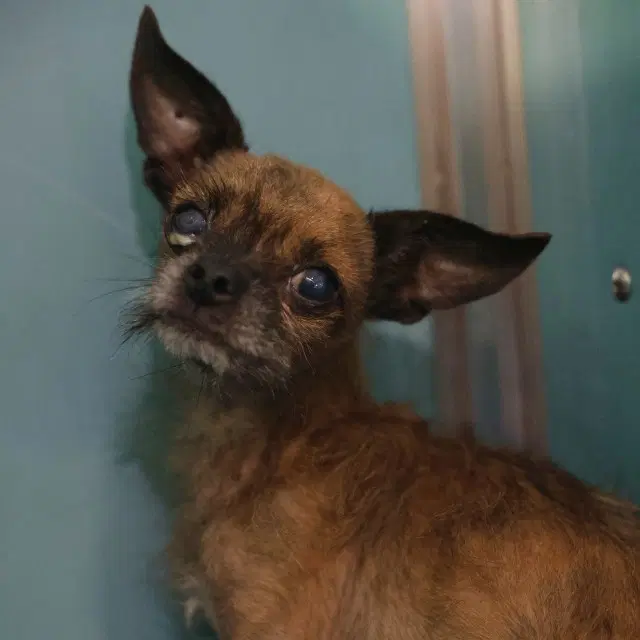 Max - Chihuahua