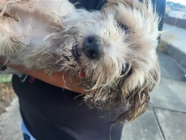 Pigeon - Terrier