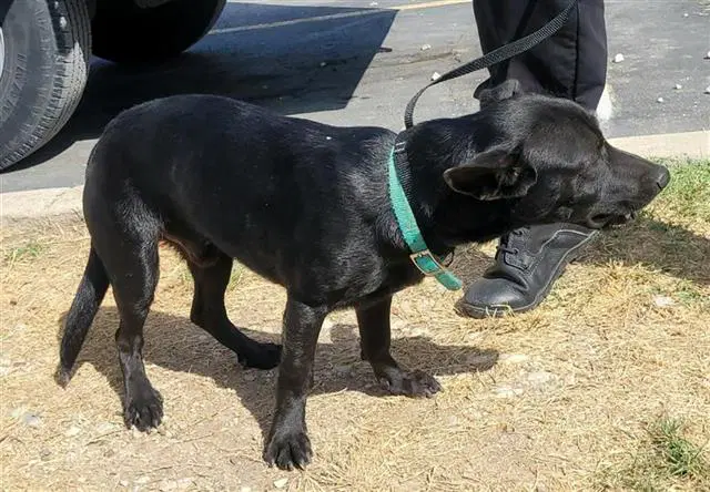 Goblin - Chihuahua