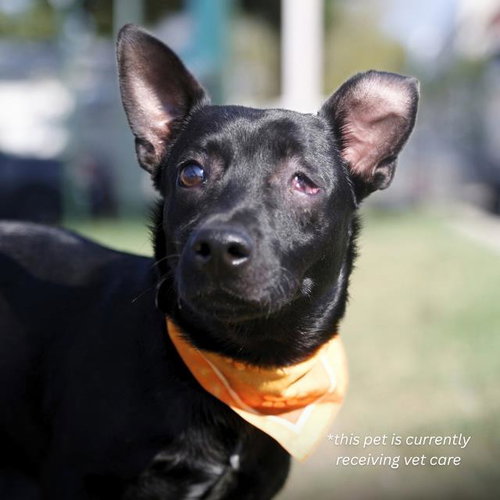 GOBLIN, a dog for adoption from San Antonio Animal Care Services