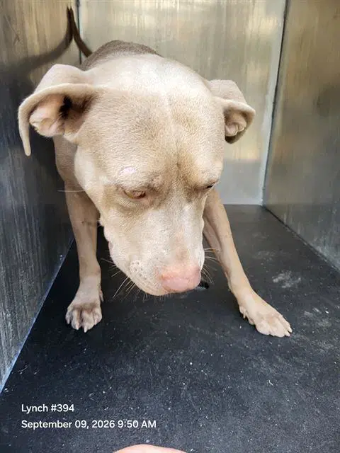 Loco - American Staffordshire Terrier