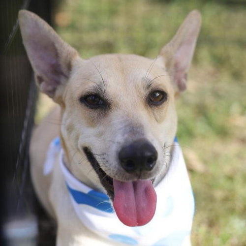 LILA, a dog for adoption from San Antonio Animal Care Services