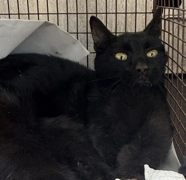 Sal - Domestic Short Hair