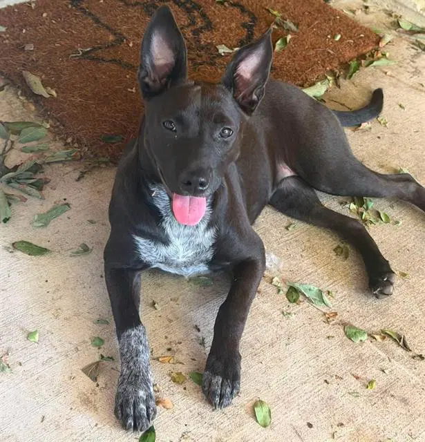 Janie - Australian Cattle Dog/Blue Heeler