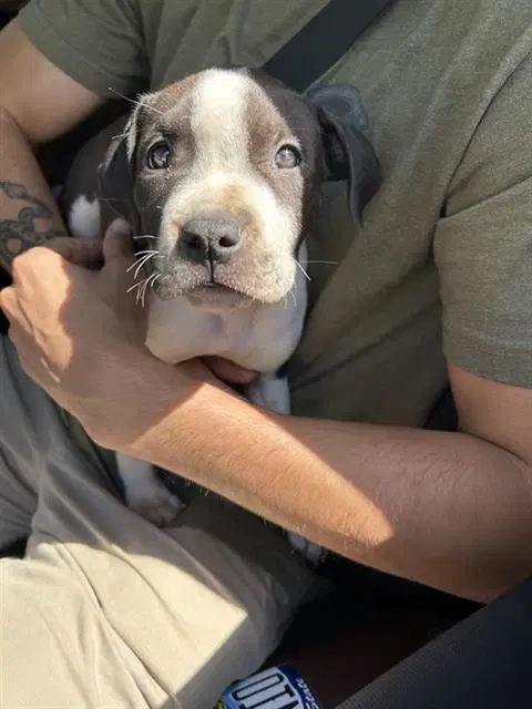Allison - American Staffordshire Terrier