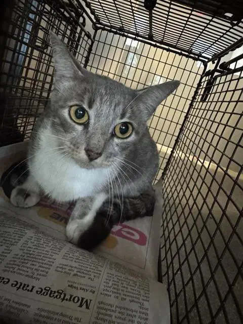Unknown - Domestic Short Hair