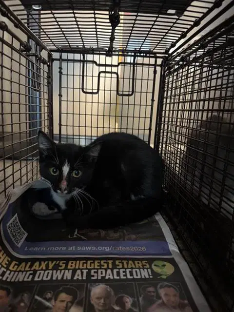 Unknown - Domestic Short Hair