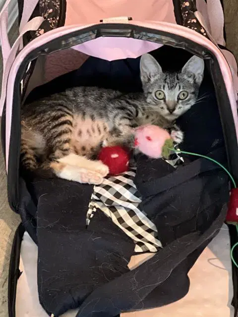 Harpurrr - Domestic Short Hair