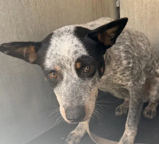 Blue - Australian Cattle Dog/Blue Heeler