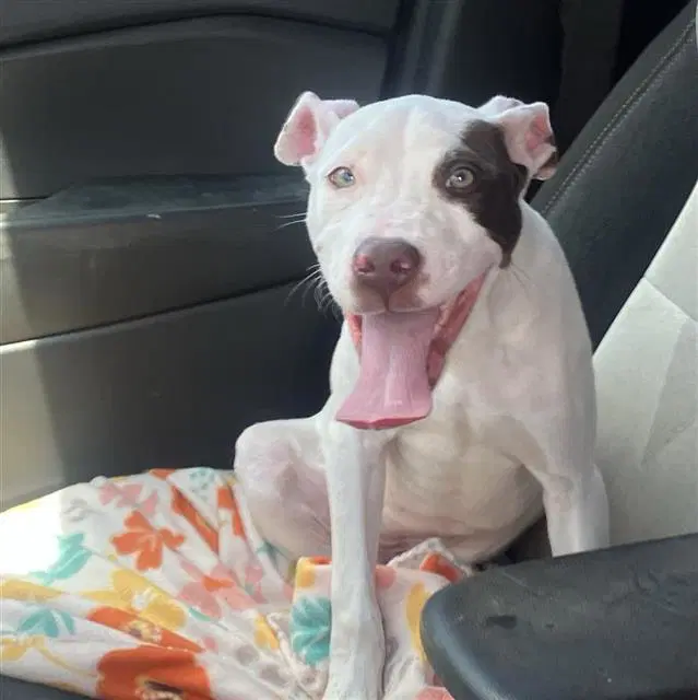 Sky - American Staffordshire Terrier