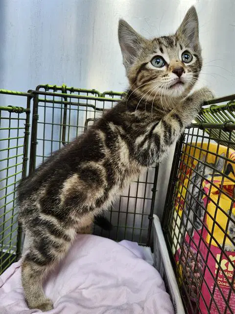 Trinket - Bengal