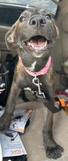 Lilly - Labrador Retriever